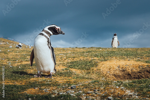 Two Patagonian penguins in Chilean Patagonia on a cloudy day