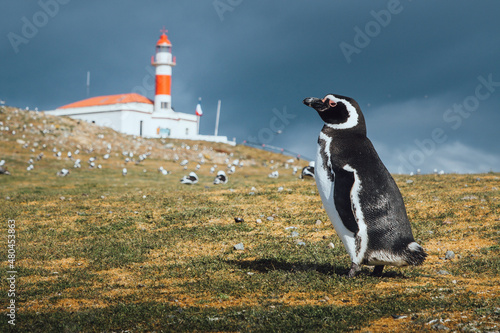 Patagonian penguin looking towards the lighthouse on Isla Magdalena in the Strait of Magellan in Chilean Patagonia with more penguins around