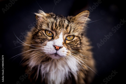 A sweet and loving cat looking up at the camera