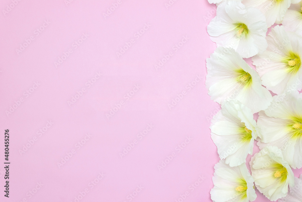 Fototapeta premium White mallow flowers on pink background. Template for wedding invitation. Сopy space