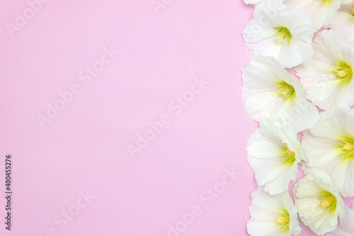 White mallow flowers on pink background. Template for wedding invitation. Сopy space