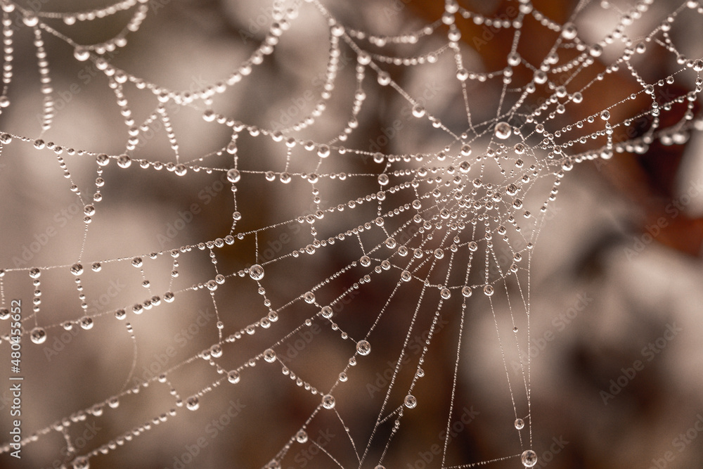 little delicate water drops on a spider web in close-up on a foggy day little delicate water drops on a spider web in close-up on a foggy day