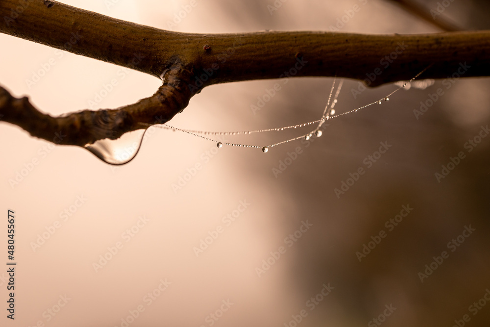 little delicate water drops on a spider web in close-up on a foggy day little delicate water drops on a spider web in close-up on a foggy day