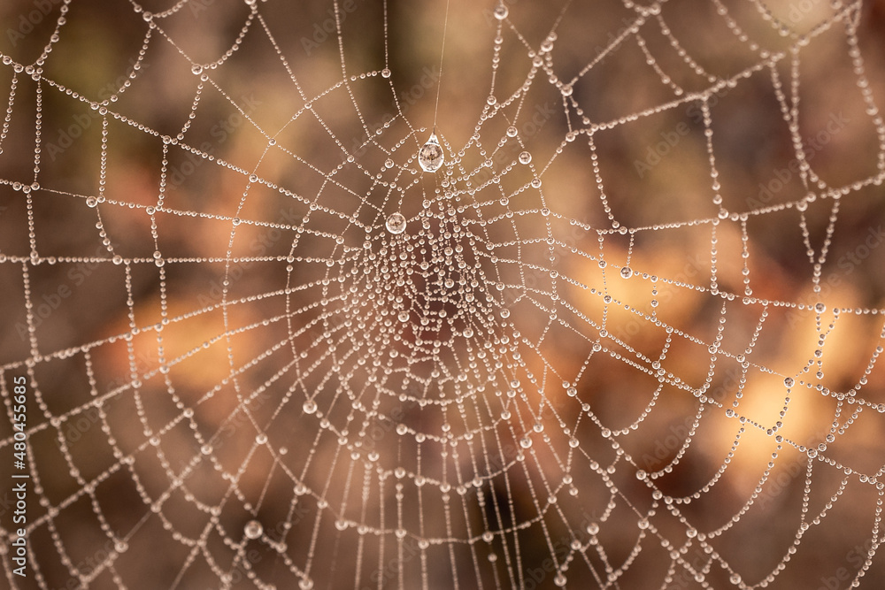 little delicate water drops on a spider web in close-up on a foggy day little delicate water drops on a spider web in close-up on a foggy day