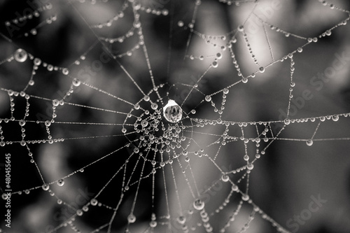  little delicate water drops on a spider web in close-up on a foggy day