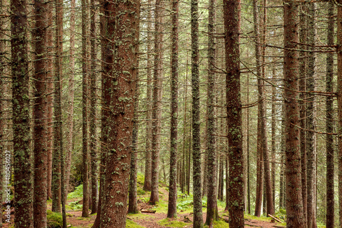 Foresta di Abete Rosso photo