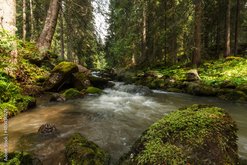 Torrente nella Foresta di Abeti