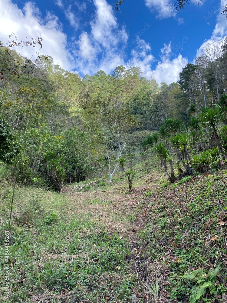 Obraz premium landscape with trees