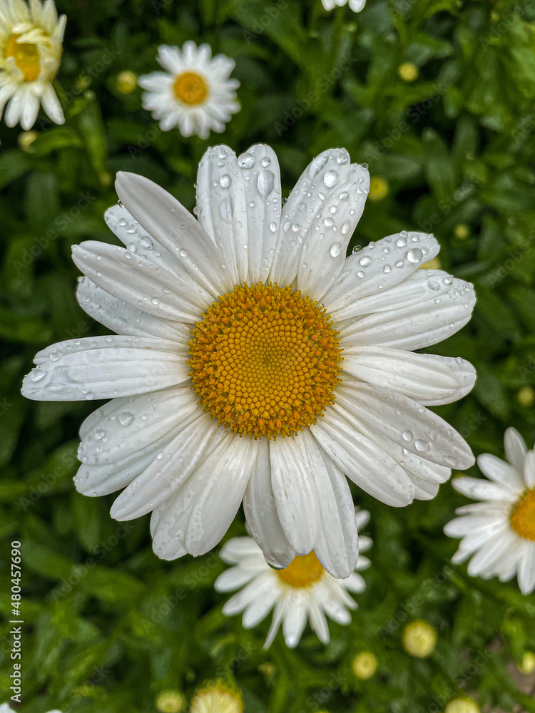 Fototapeta premium daisy flower