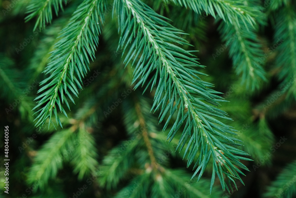 fir-tree branches pattern closeup, pine tree outdoor in the spring forest fir-tree branches pattern closeup, pine tree outdoor in the spring forest