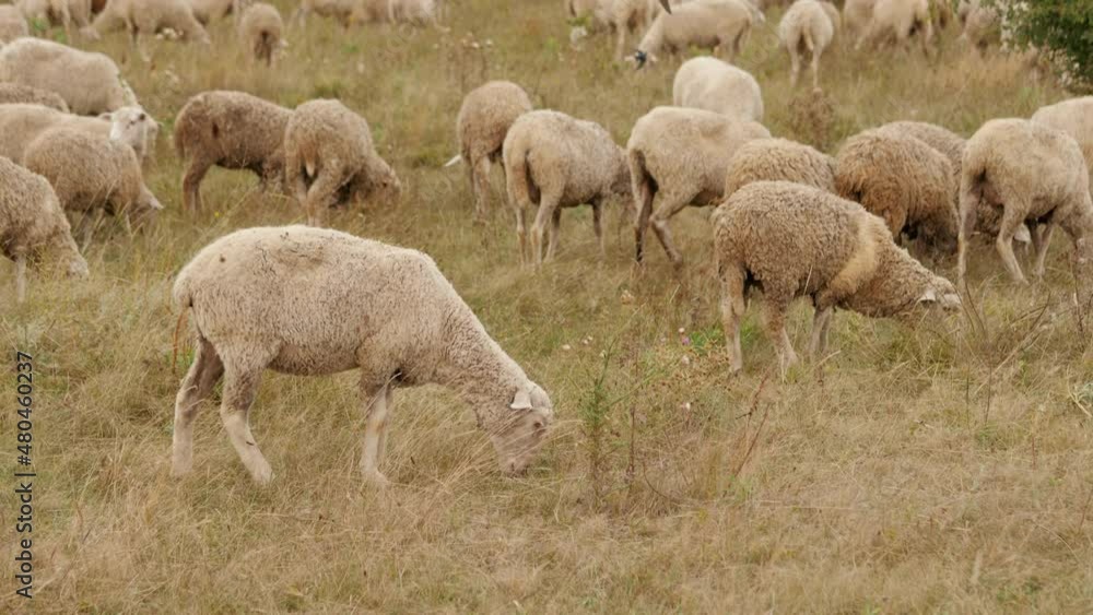 Herd of sheep grazing in the meadow, farming and raising livestock Herd of sheep grazing in the meadow, farming and raising livestock