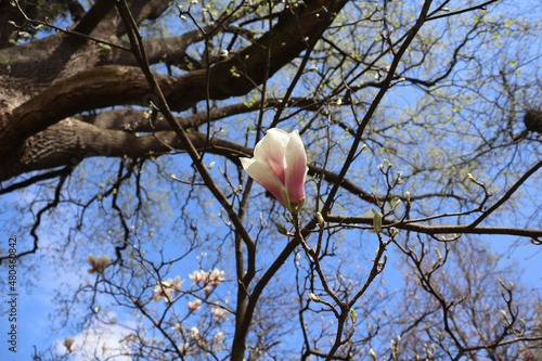 Sulange magnolia flower against the blue sky in early spring photo