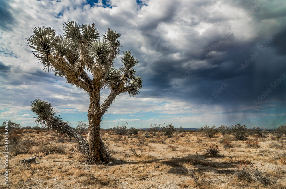 A lone Joshua Tree in the high desert plain with a coming storm.