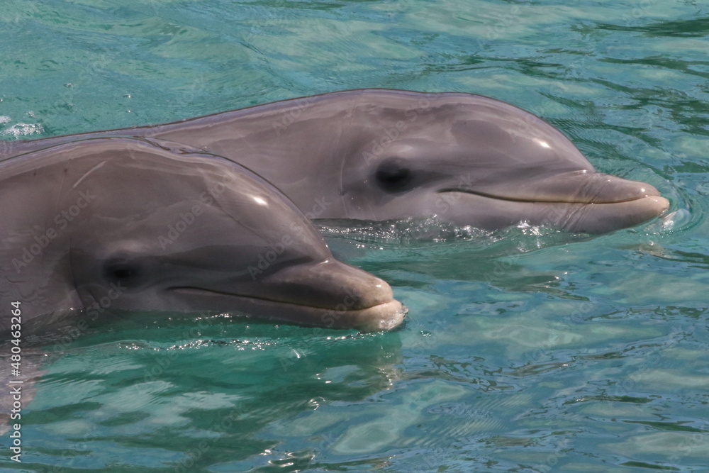 Zwei Delfine schwimmen nebeneinander