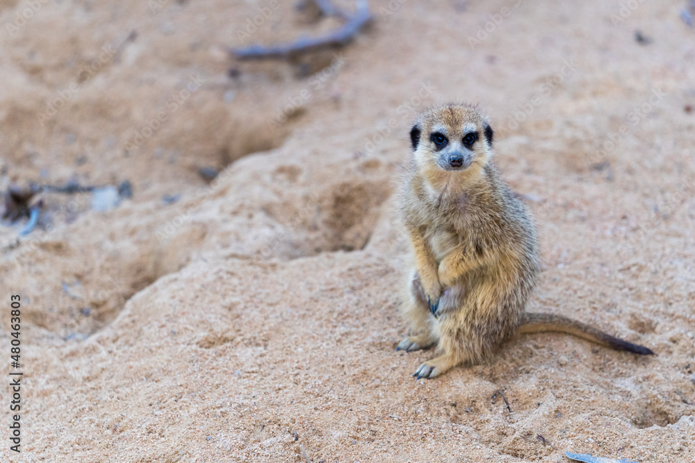 Obraz premium meerkat on guard