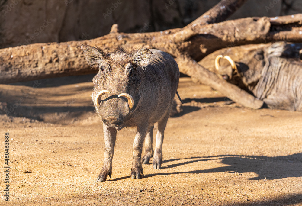 Fototapeta premium common warthog