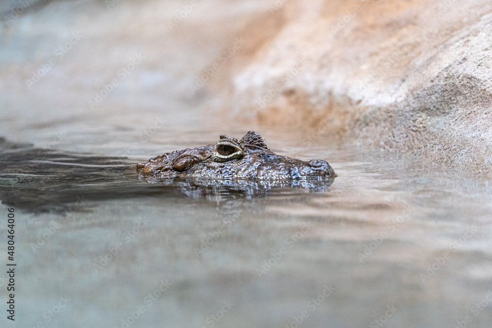 Obraz premium crocodile in the water