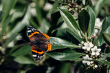Orange and black Colorful Butterfly over a leaf with flowers near 