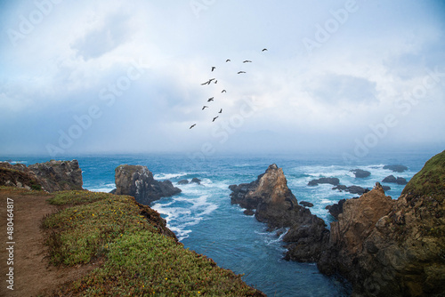 Flowers and Wildlife on Stormy Cliffs Along the California Coast at Fort Braggs