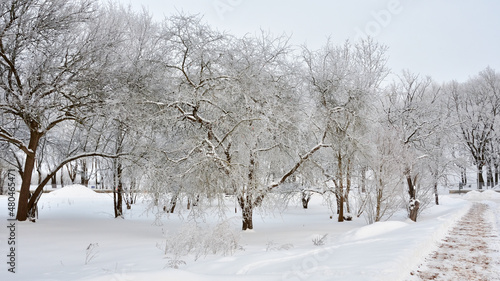 A wonderful winter apple orchard in the purest snow-white hoarfrost, deep creaky snow all around, next to a cleared path sprinkled with sand. Very frosty day and the sky in a light overcast haze.