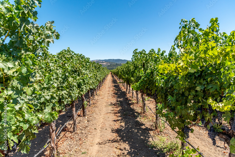 Nappa Valley Vineyards and Grapes