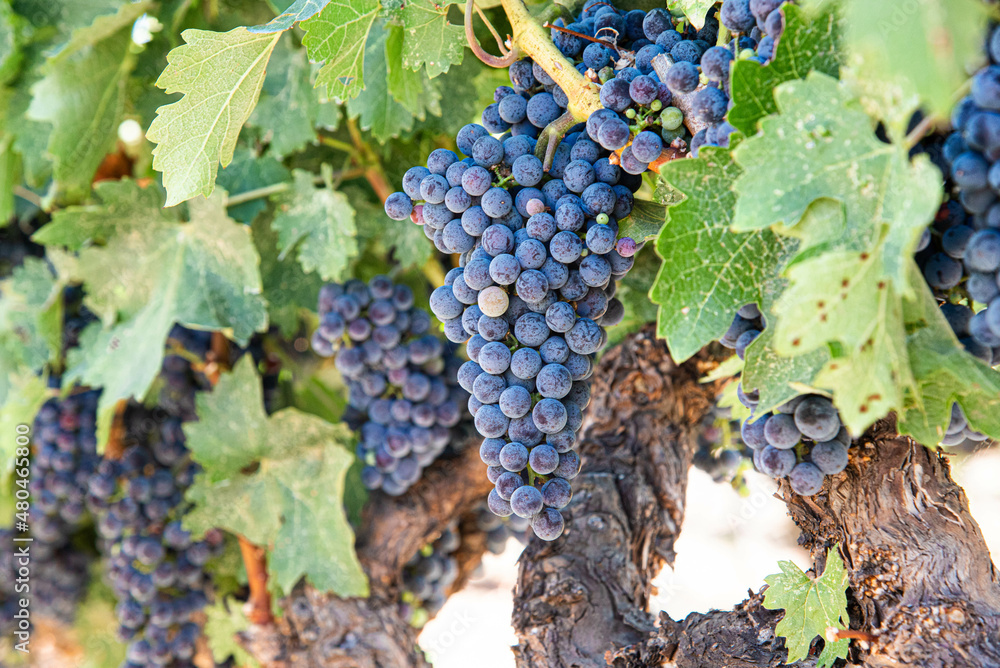 Nappa Valley Vineyards and Grapes