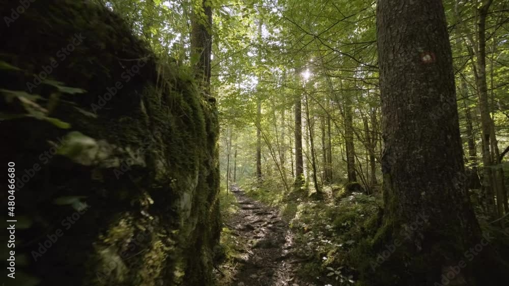 Walking Beside Giant Stone Covered with Moss, grass in The Woods With Beautiful Sun Rays Breaking Through the Foliage of Magnificent Green Trees. Magical Summer Forest With Big Tree Roots Shaped Road. Walking Beside Giant Stone Covered with Moss, grass in The Woods With Beautiful Sun Rays Breaking Through the Foliage of Magnificent Green Trees. Magical Summer Forest With Big Tree Roots Shaped Road.