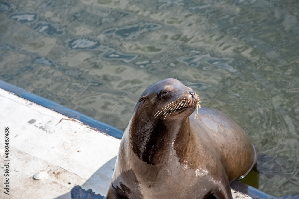 Fototapeta premium Sassy Sea Lions in Santa Cruz California