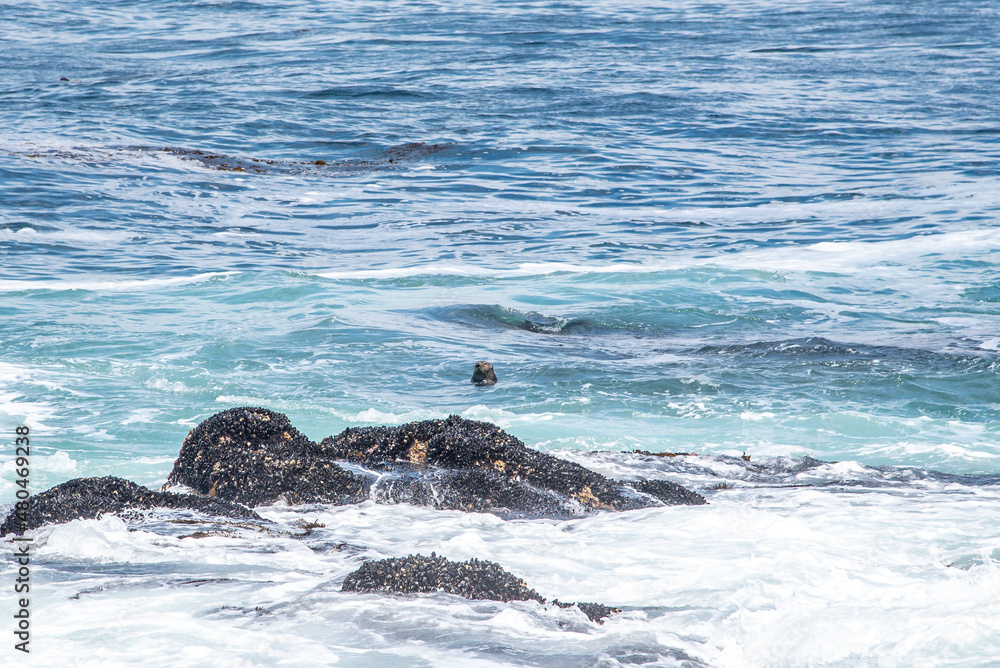 Fototapeta premium Waves Crashing on the California Coast at Pebble Beach