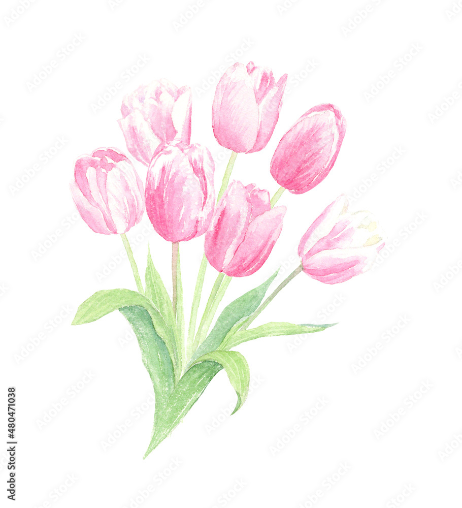 水彩で描いたピンクのチューリップの花束　アナログイラスト