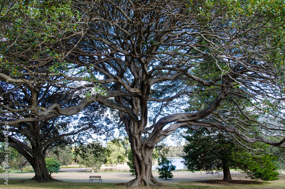 Ancient trees with its distinctive umbrella-shaped crown and park bench at the Centennial Park, Sydney, Australia.