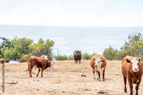 Cows on the Pacific Coast Shoreline