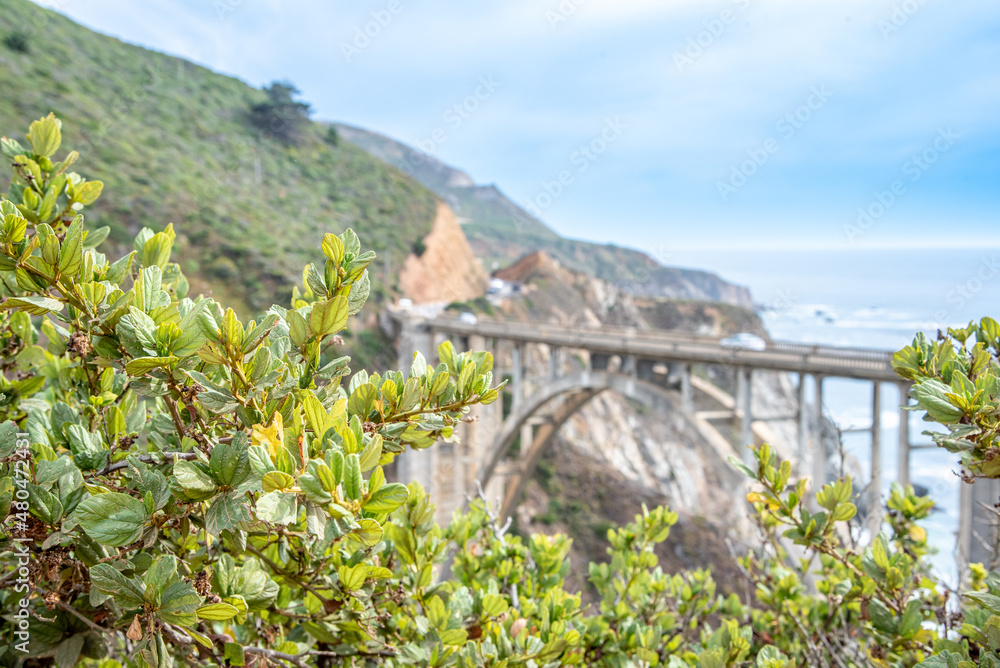 Flowers by Bixby Bridge Along the Pacific Coast Highway in California