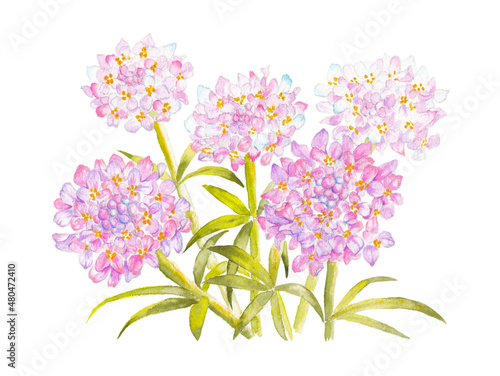 hand painted watercolor illustration of iberis candytuft flowers, isolated on white background photo