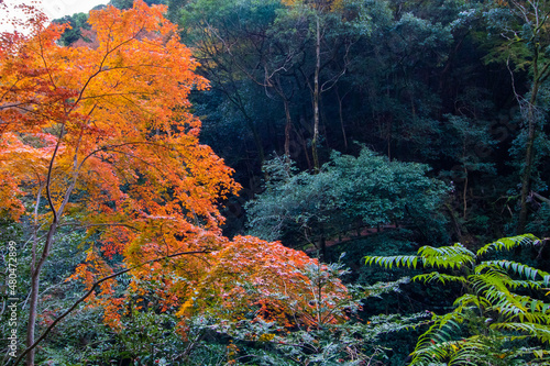 日本の紅葉