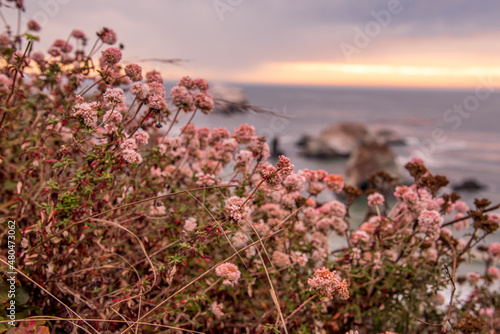 Flowers Along The Coast of the California Pacific Coast Highway