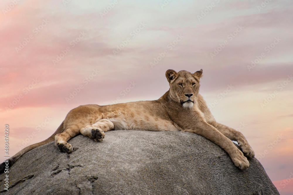 Female lion or Panthera leo lying on a big stone and looking into the camera Female lion or Panthera leo lying on a big stone and looking into the camera
