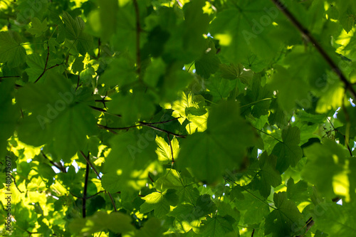 environmental protection, view through the green leaves of the top of a tree on a sunny day