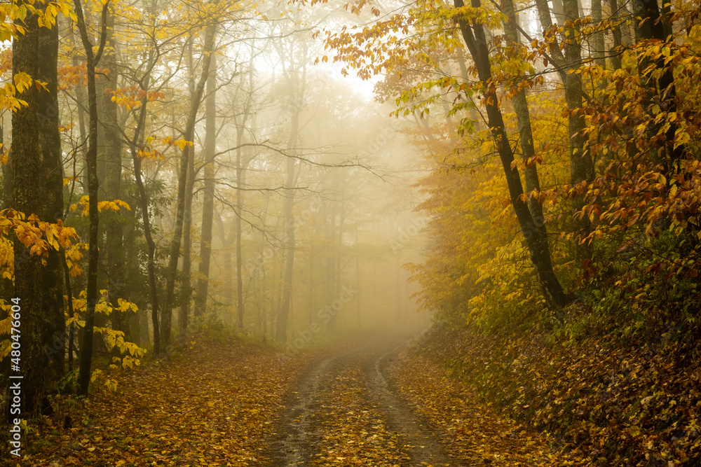 Obraz premium Golden Leaves Line a Dirt Road through the Smokies