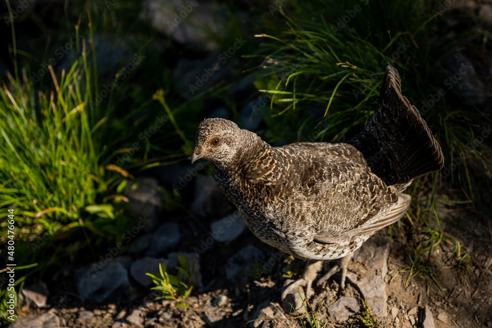 Grouse In Sunlight Grouse In Sunlight
