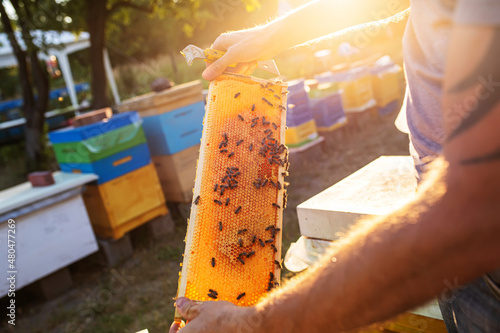 Beehive Spring Management. beekeeper inspecting bee hive and prepares apiary. Beekeeping. Beekeeper grey protective suit costume checks beehives holds a frame with last year's sealed honey 