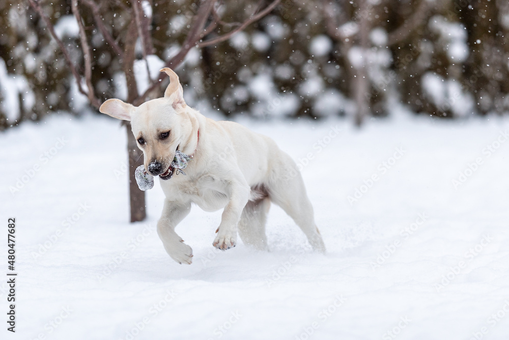 Young labrador puppy frolicking in freshly fallen snow. photo during the jump. dog carries her toy. the ears flew up.
