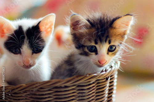 Three colored kittens in a brown wicker basket © Birch Photography