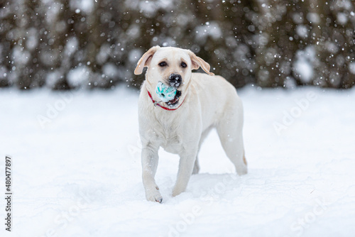 a labrador retriever puppy is walking through the snow, carrying a ball in his teeth. Snowing. one front paw is raised.