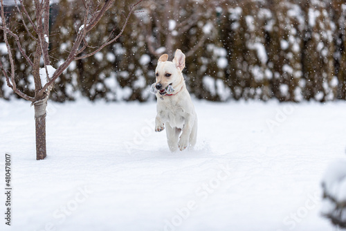 8 month old labrador puppy frolicking in freshly fallen snow. photo during the jump. dog carries her toy. ears flew up.