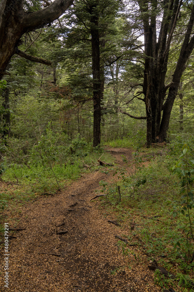 Fototapeta premium Trekking in the woods. View of the footpath across the green forest.