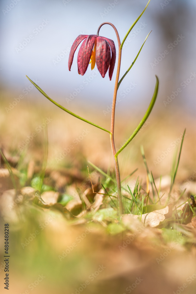 Tulip reservation in Orheiu Bistriței, Romania, tulip motley fritillaria meleagris 2021 Tulip reservation in Orheiu Bistriței, Romania, tulip motley fritillaria meleagris 2021