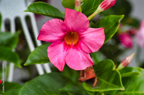 Pink Mandevilla Flower