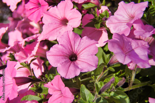 pink petunia flowers in the garden