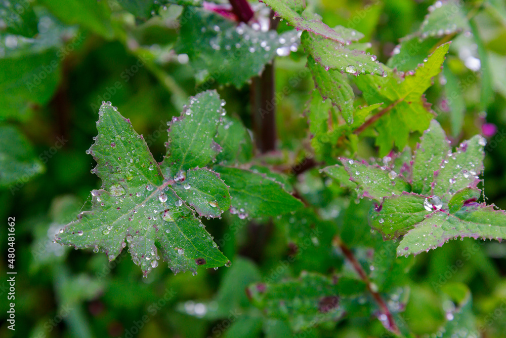 Raindrops on green leaves after rain at summer. Raindrops on green leaves after rain at summer.
